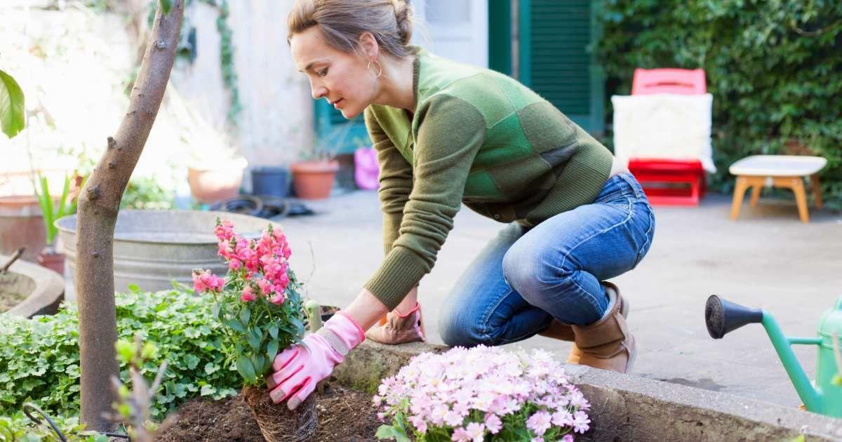 A woman is planting flowering plants in her backyard garden. (Representative Cover Images Source: Getty Images | Kathrin Ziegler)
