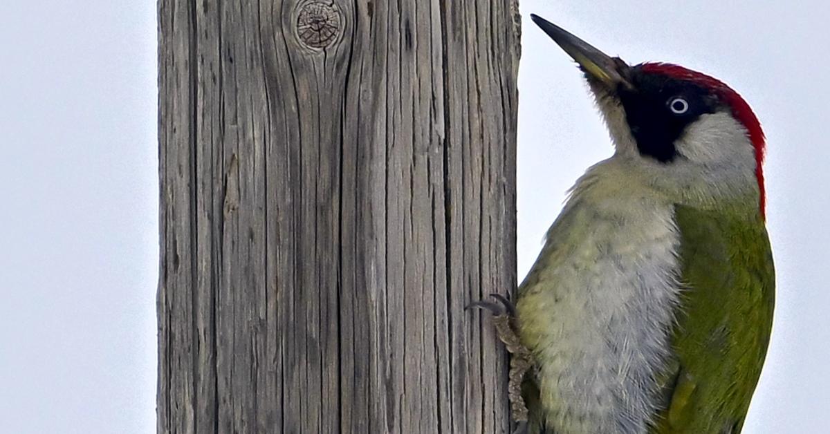 The European green woodpecker sits on a tree at Karliova district of Bingol, Turkiye 