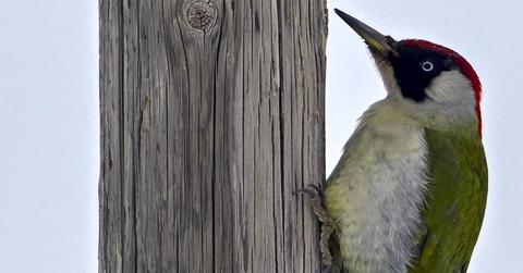 The European green woodpecker sits on a tree at Karliova district of Bingol, Turkiye