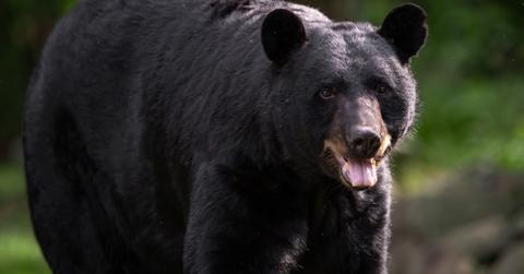 Photograph of a black bear with their tongue out.