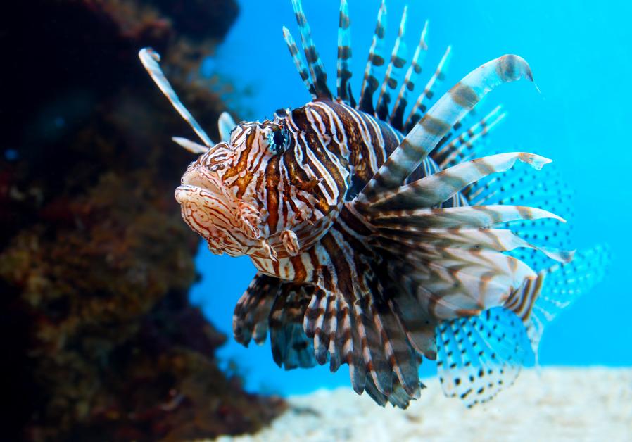 Lionfish