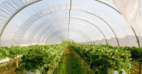 Silicon Valley Steps Up Vertical Farming To Help California's Agriculture