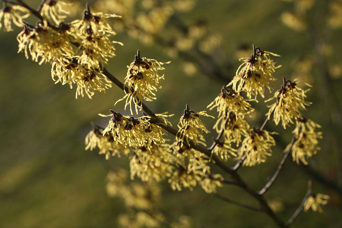 Witch hazel