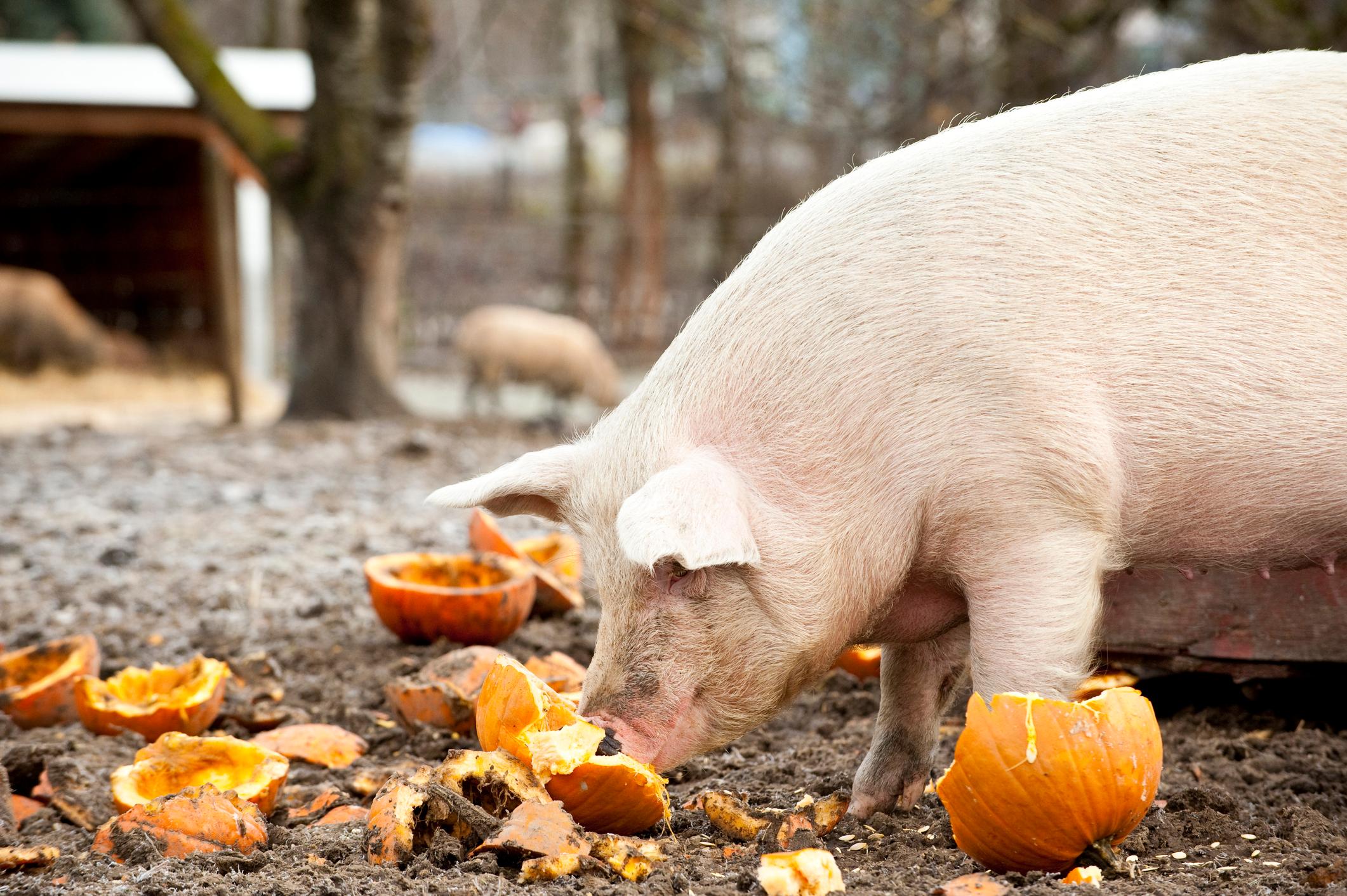 pumpkin pig