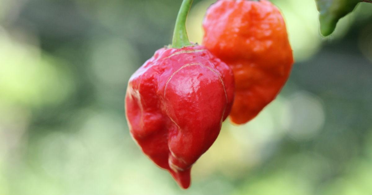 Ghost Peppers