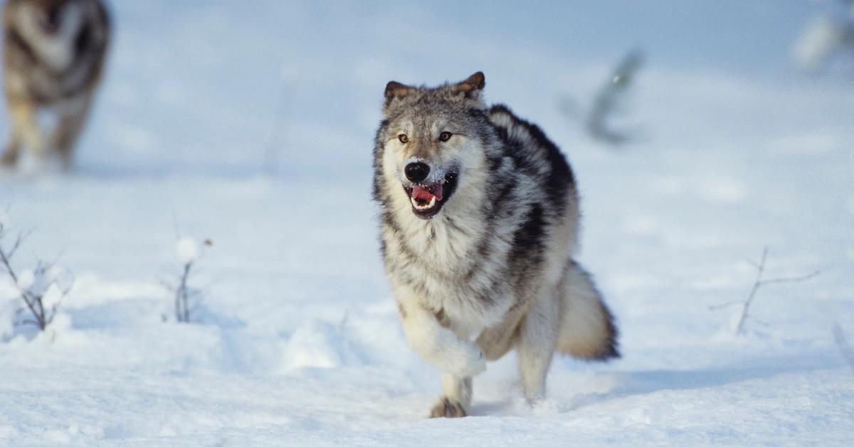 Oregon Wolf