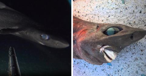 Roughskin dogfish footage captured in by researchers for the first time