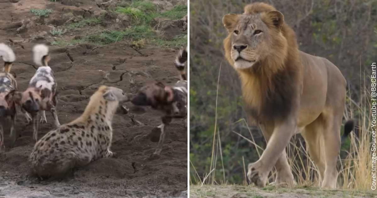 Majestic lion seeking a carcass ends up saving a pregnant hyena from a pack of wild dogs (Cover Image Source: Youtube | @BBCEarth)