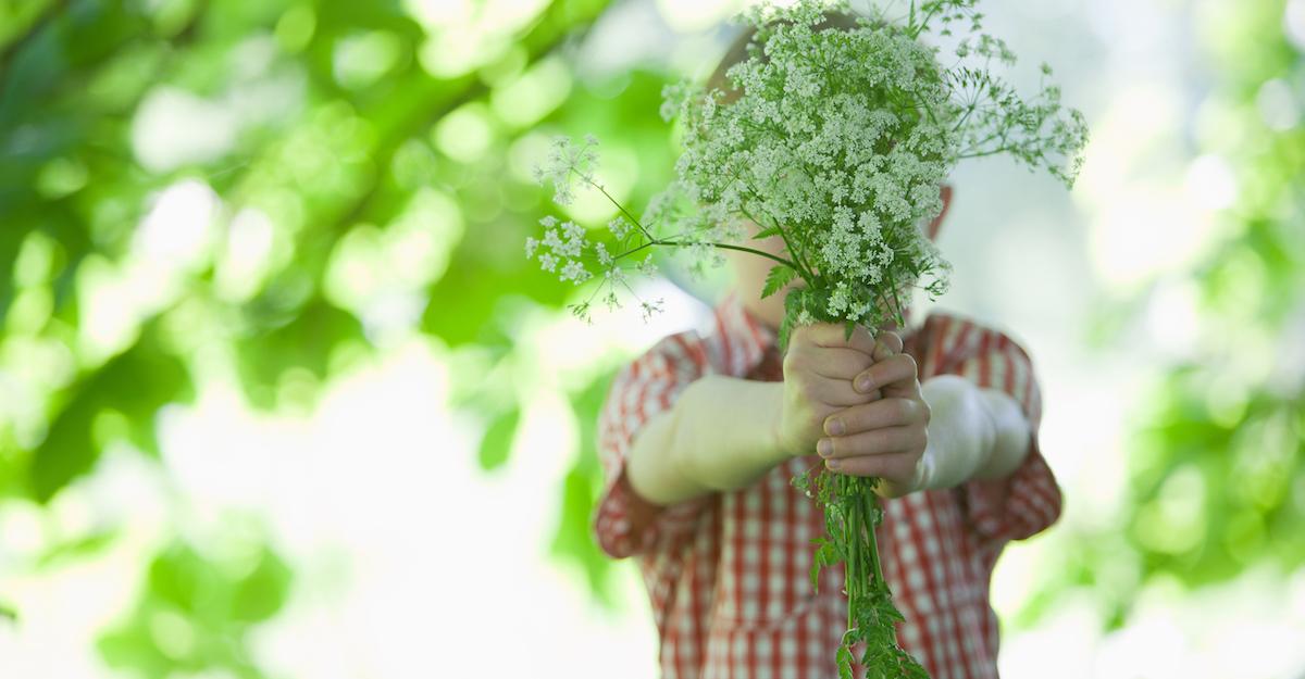 Wildflowers