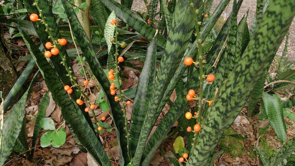 A wild Mother-In-Law's tongue with growing fruit. 