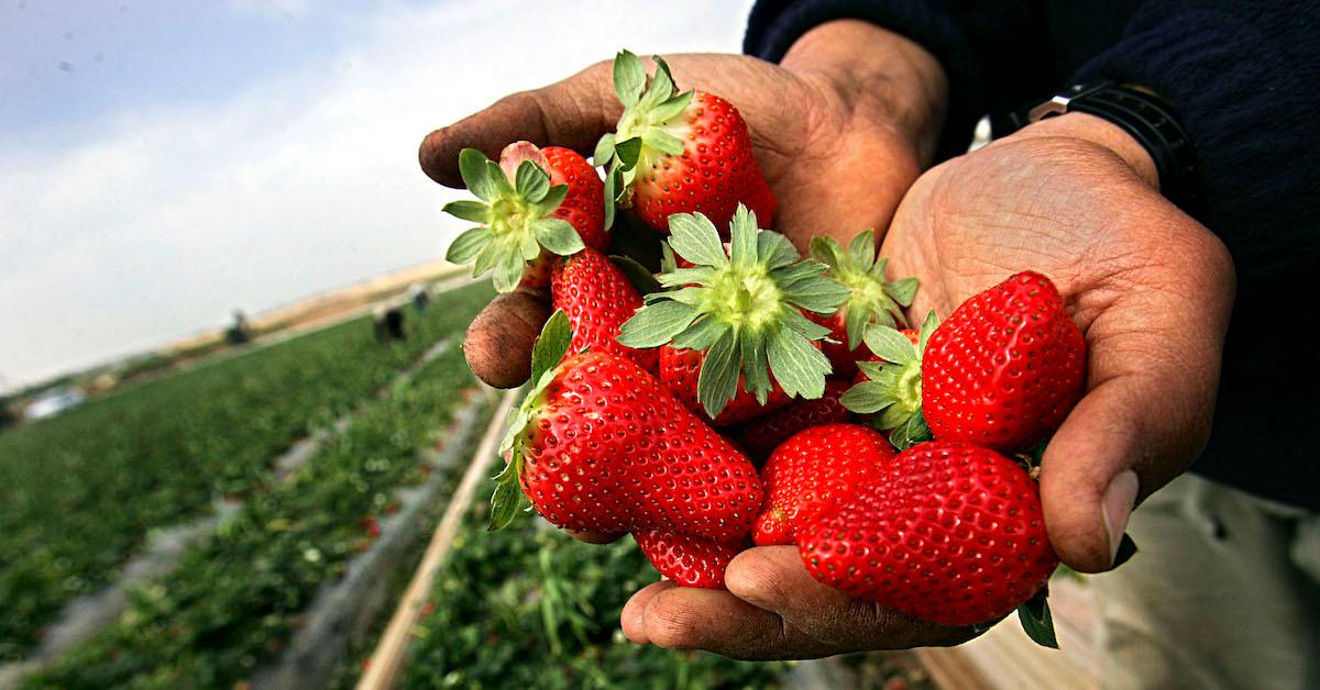 Dirty Dozen Strawberries