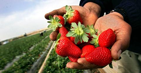 Dirty Dozen Strawberries