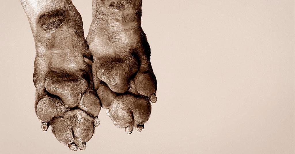 Why Are My Dog's Paws Dry?