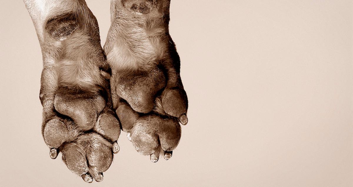 Why Are My Dog's Paws Dry?