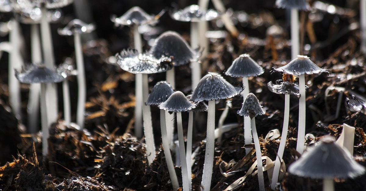 This PlasticEating Mushroom Cleans Up NonBiodegradable Waste