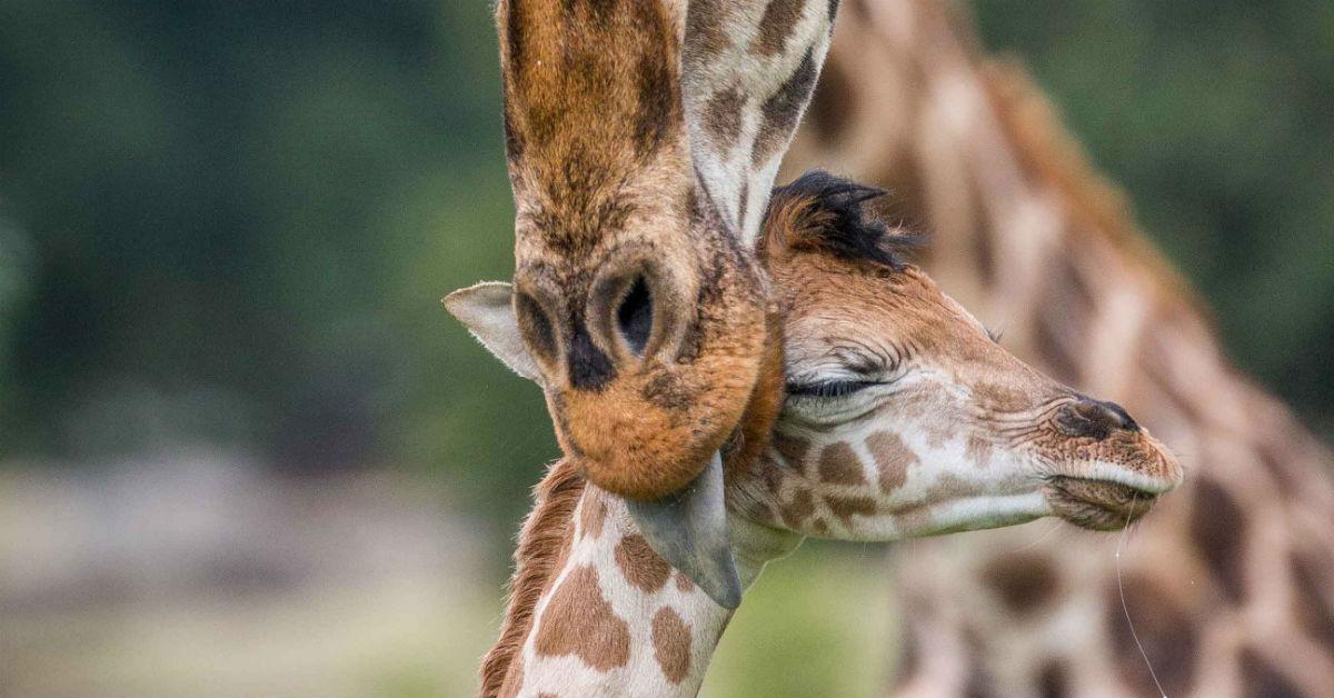 babygiraffe