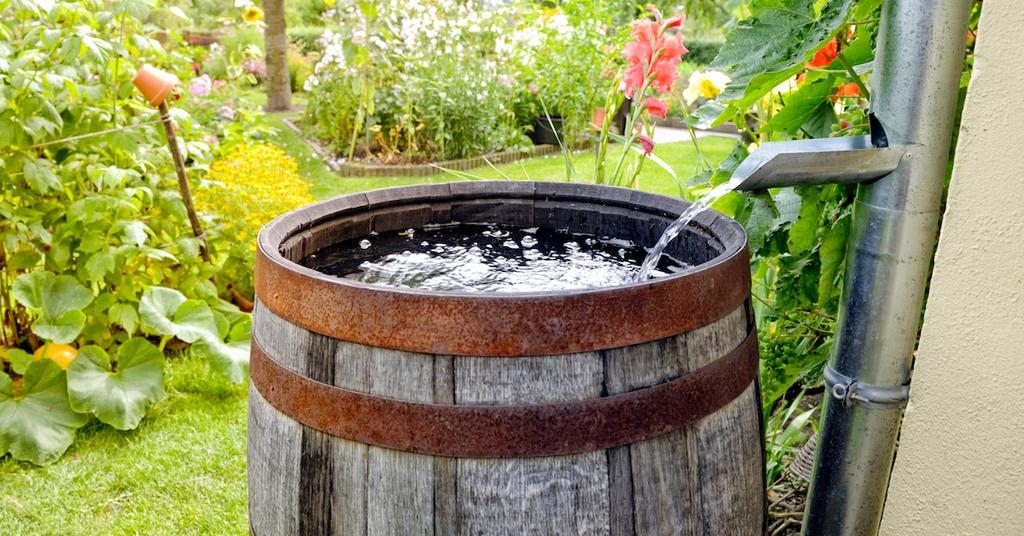 How To Choose A Rain Barrel For Your Backyard