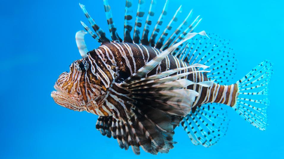 Invasive Fish Species That You Should Know About