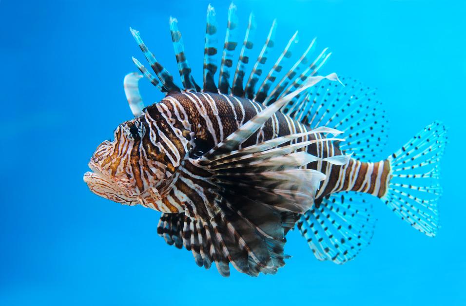 invasive-fish-species-that-you-should-know-about