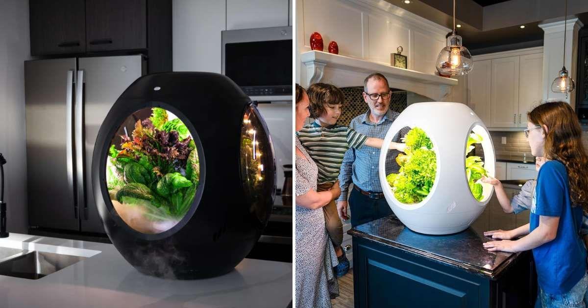 World's first indoor garden that grows plants with fog by Plantaform (Cover Image Source: Plantaform Store)