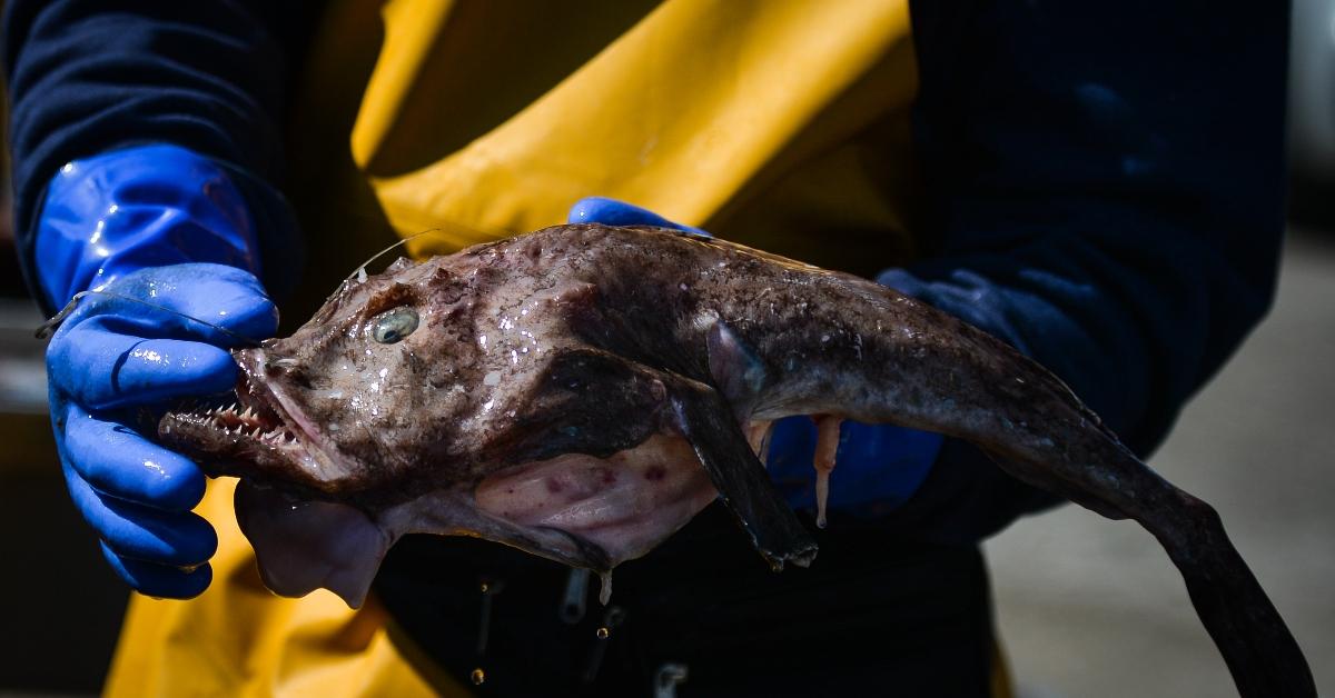 A person holding a monkfish out of the water.