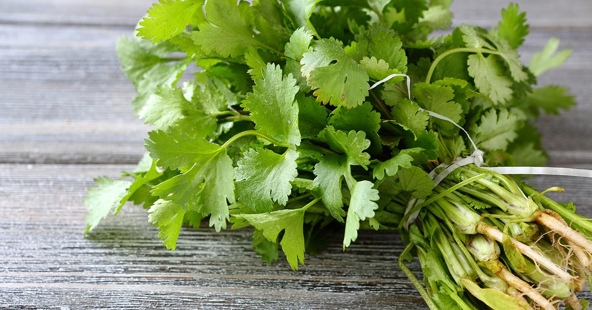 summer superfood cilantro