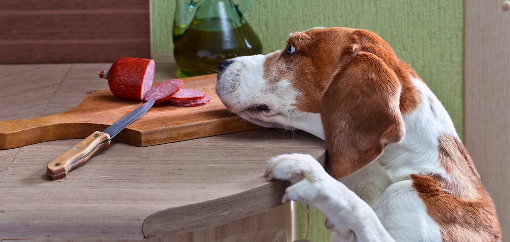 A Beagle in a kitchen trying to get a piece of sausage. 