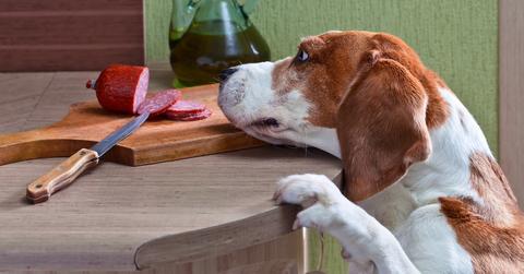 A Beagle in a kitchen trying to get a piece of sausage.