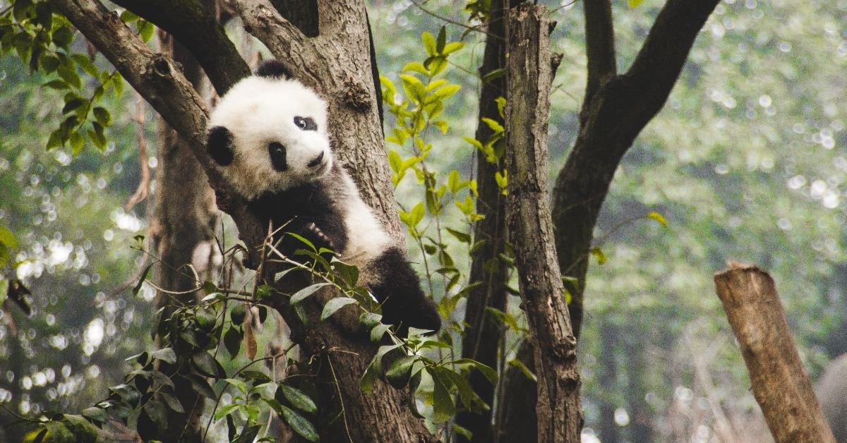 Photograph of a panda cub sitting in a tree. 