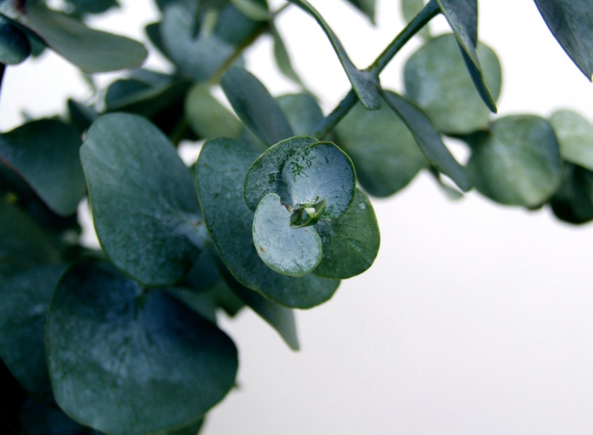 close-up of waxy green eucalyptus leaves