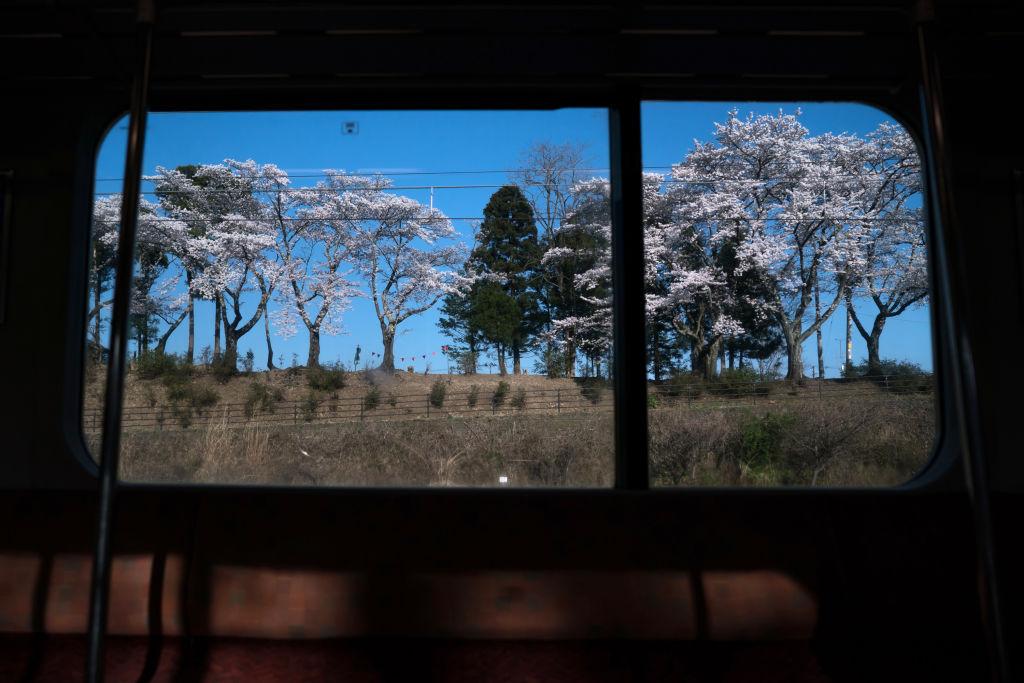 Cherry trees seen blooming in Fukushima