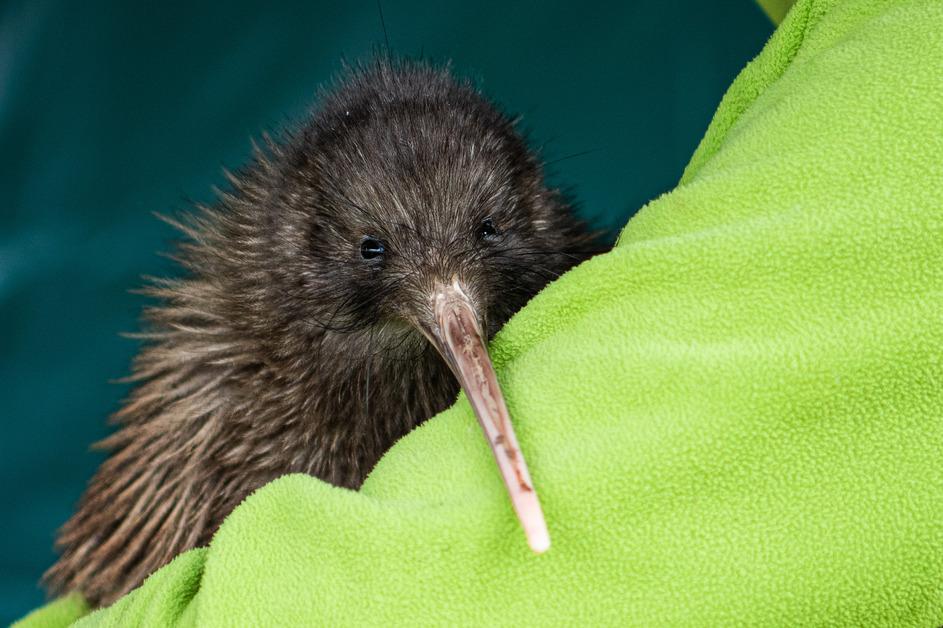 Rowi kiwi stock photo.