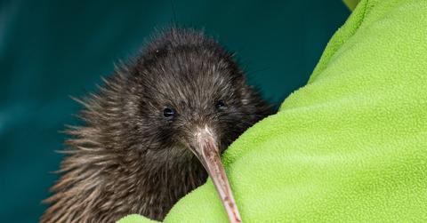 Rowi kiwi stock photo.