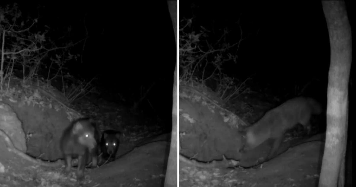 Screenshots from the video showing (L) two wolf pups outside the den; (R) the red fox entering the den. (Cover Image Source: Current Zoology, 2026)