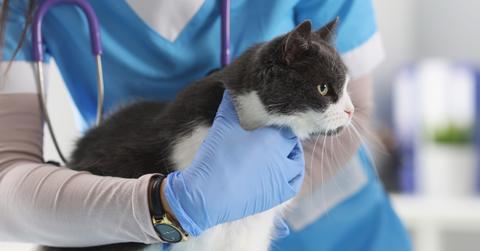 Cat at the vet