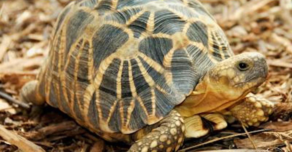 Endangered Tortoises Smuggled From Sri Lanka Seized by Customs