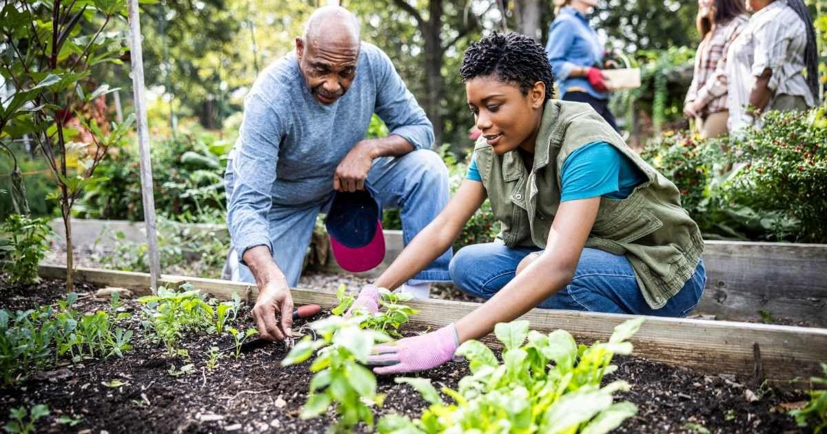 A father and daughter are working on a raised wooden vegetable garden. (Representative Cover Image Source: Getty Images | Momo Productions)
