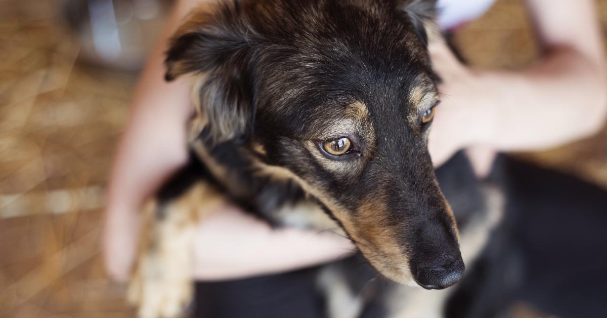 A dog held in their companion's arms. 