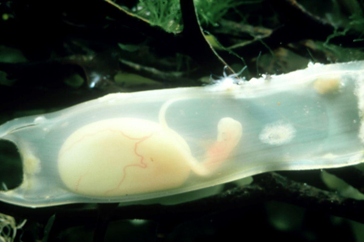 A dogfish shark in egg capsule