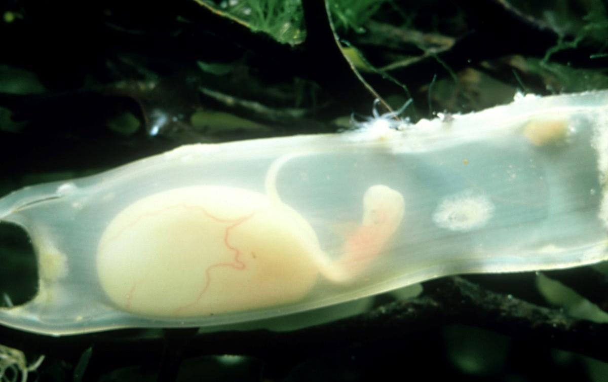 What Does a Shark Egg Look Like? Video Gives a Look
