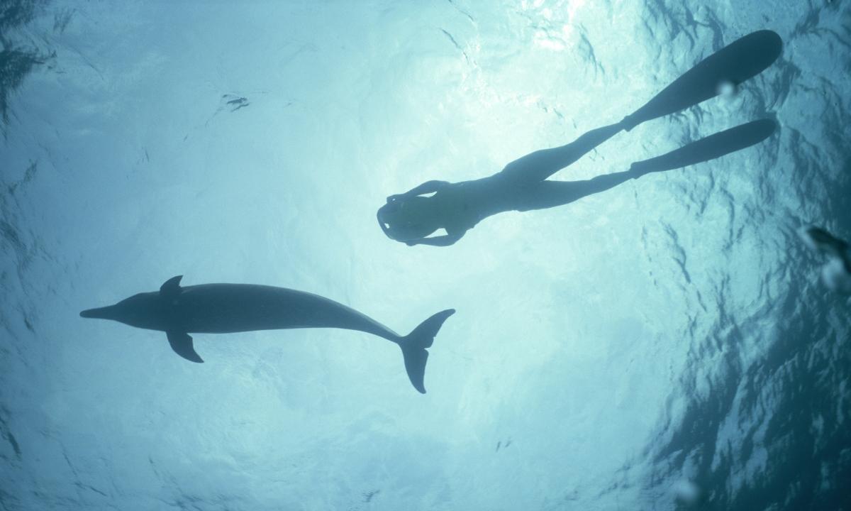 Worm's-eye view photo of a snorkeler swimming with a dolphin