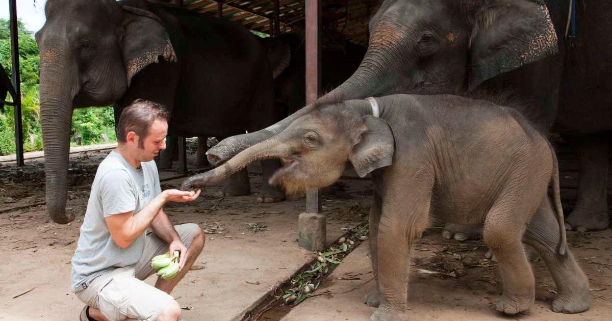 An image of a man feeding a baby elephant. (Representative Cover Image Source: Getty Images | Holger Leue)