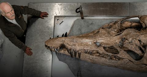 Steven Etches, the paleontologist who found the pliosaur, stands next to the skull on a metal table looking up at the camera.