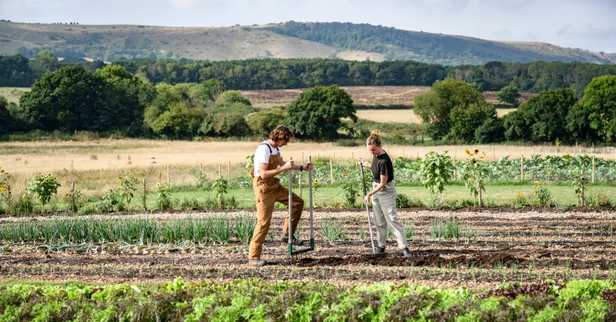 Two farmers shovel the ground to plant more crops in front rolling farm hills. 