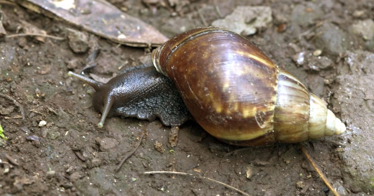 Giant African land snail on the ground in dirt. 