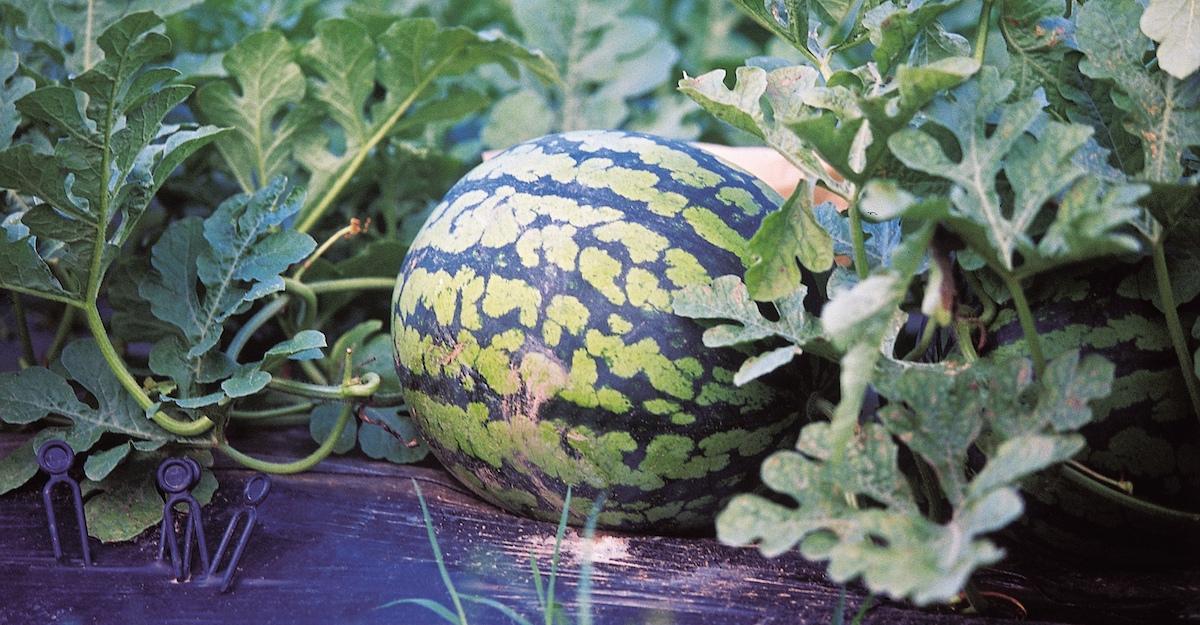 How To Eat Gourds