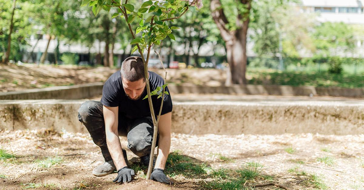 planting trees carbon footprint