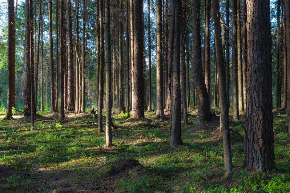 A photo in the middle of a pine forest backlight by sun rays. 