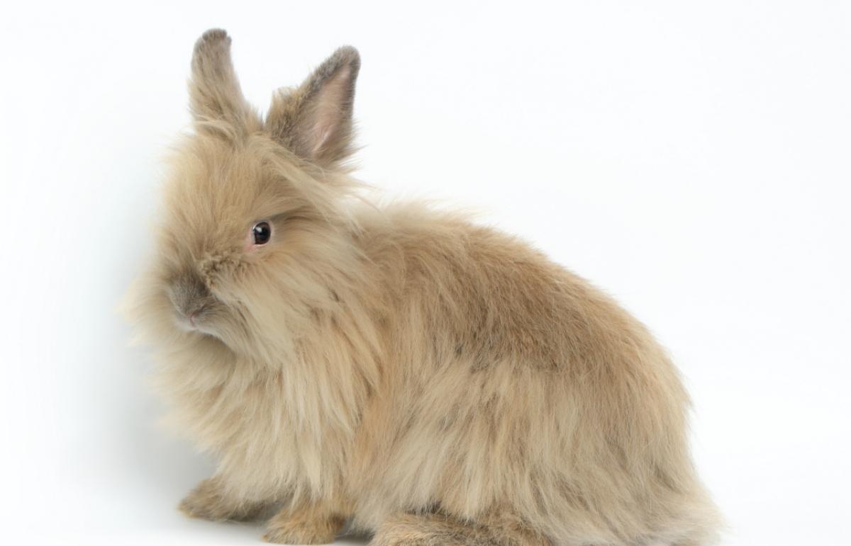 Tan Lionhead rabbit on a white background