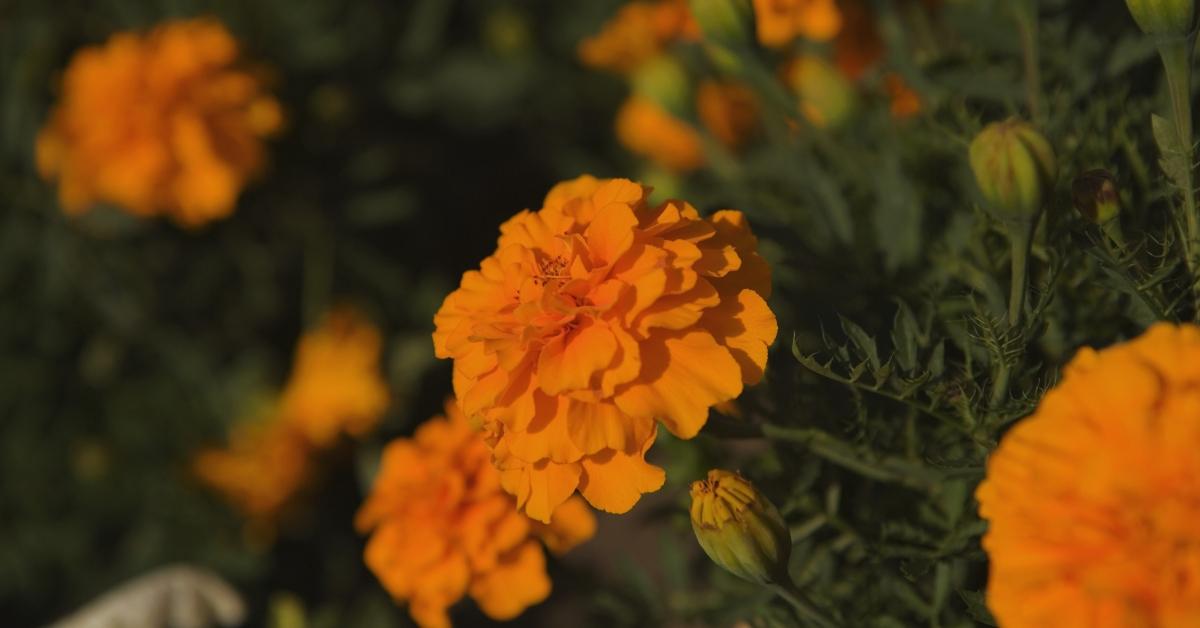 Orange marigolds. 